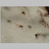 Oligodendroglia Golgil 04.jpg